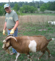 Torben and the goats