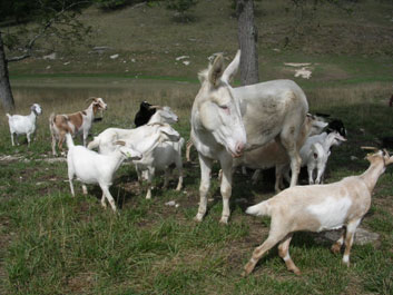 Æsel and the goats